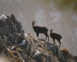 3_Gamsi na gorskih vrhovih v LPN kozorog Kamnik