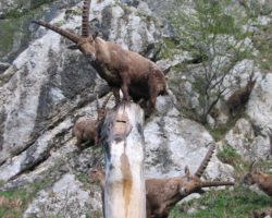 4_Kozorogi na solnici opazujejo okolico v LPN Kozorog Kamnik