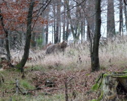 27_V LPN Ljubljanski vrh je prisoten tudi medved