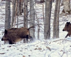 11_Pogon divjih prašičev na skupinskem lovu v LPN na Kočevskem